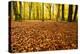 Leaves Carpet in Nearly Natural Mixed Deciduous Forest with Old Oaks and Beeches, Autumn-Andreas Vitting-Premier Image Canvas