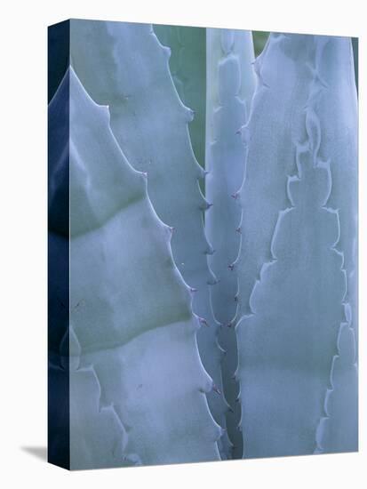 Leaves of Agave Plant, Arizona-Sonora Desert Museum, Tucson, Arizona, USA-Merrill Images-Premier Image Canvas