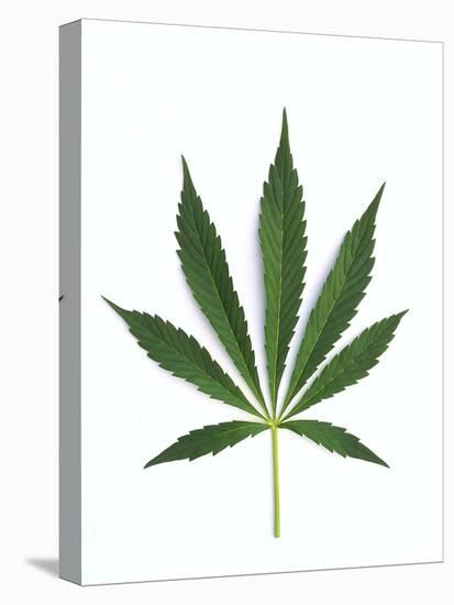Leaves of Marijuana Plant, Cannabis-David Nunuk-Premier Image Canvas