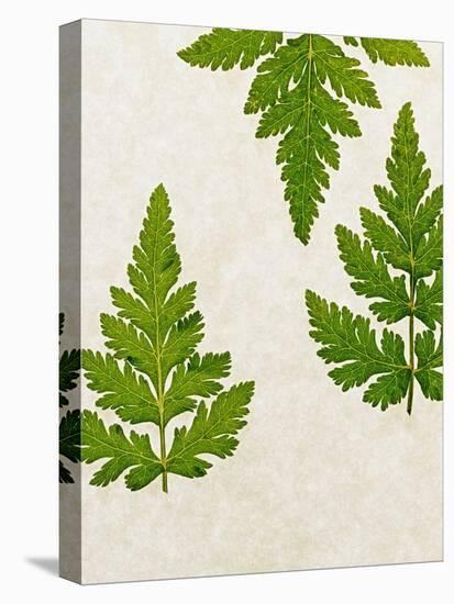 Leaves of the Sweet Cicely, Myrrhis Odorata, Green, Still Life-Axel Killian-Premier Image Canvas