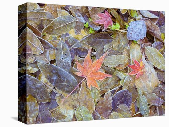 Leaves on ground covered in frost-null-Premier Image Canvas