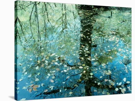 Leaves on the Water-null-Premier Image Canvas