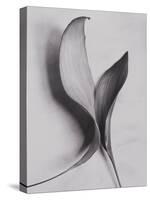 Leaves-Graeme Harris-Premier Image Canvas