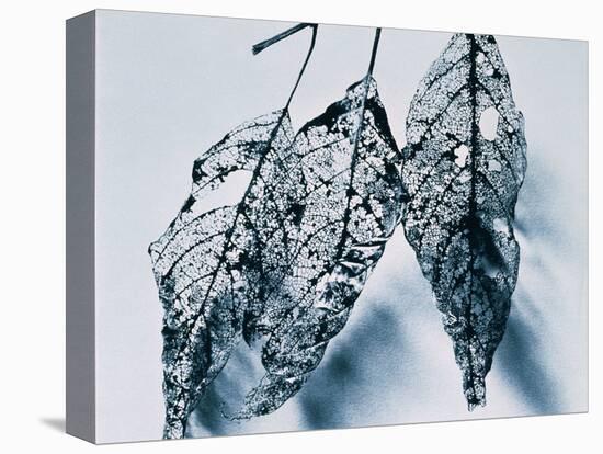 Leaves-Panoramic Images-Premier Image Canvas