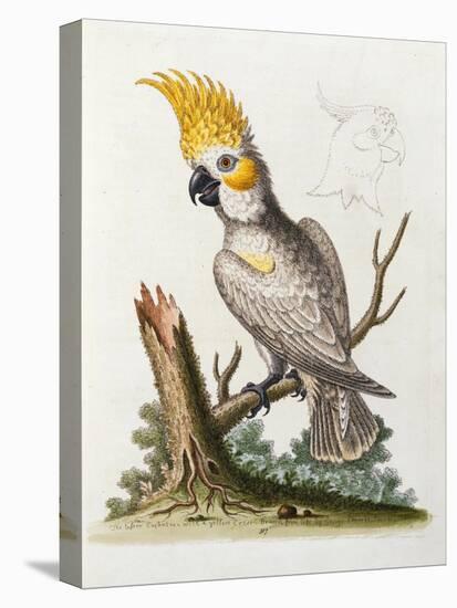 Lefser Cockatoo. from  'A Natural History of Uncommon Birds, and of Some Other Rare and…-George Edwards-Premier Image Canvas