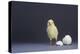 Leghorn Chick-DLILLC-Premier Image Canvas
