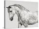 Leia, Andalusian Pony-Pangea Images-Stretched Canvas