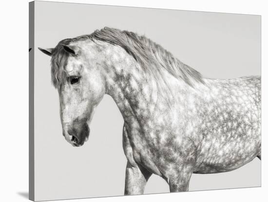 Leia, Andalusian Pony-Pangea Images-Stretched Canvas