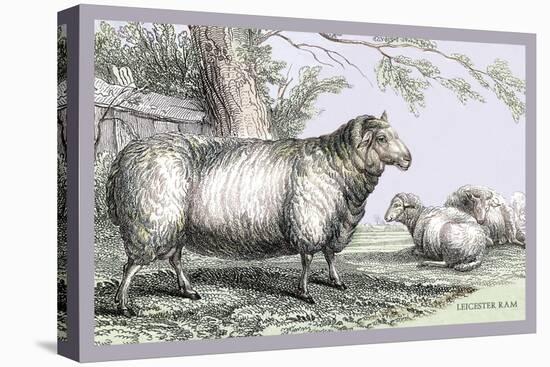 Leicester Ram-John Stewart-Stretched Canvas