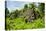 Lelu (Leluh) archaeological site, Kosrae, Federated States of Micronesia, South Pacific-Michael Runkel-Premier Image Canvas