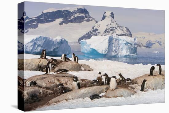 Lemaire Channel, Antarctica. Gentoo Penguin Colony with Icebergs-Janet Muir-Premier Image Canvas