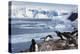 Lemaire Channel, Antarctica. Gentoo Penguin Colony-Janet Muir-Premier Image Canvas