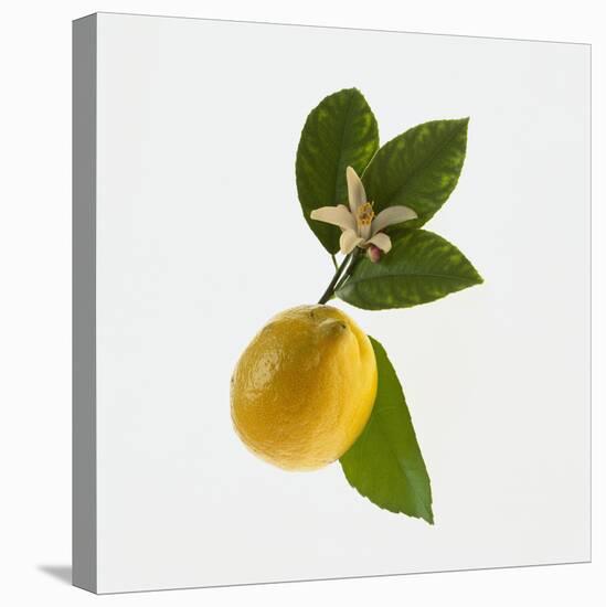 Lemon and Blossom-DLILLC-Premier Image Canvas