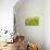 Lemon Bacopa, Sedum Spectabile-Herbert Kehrer-Premier Image Canvas displayed on a wall