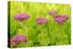 Lemon Bacopa, Sedum Spectabile-Herbert Kehrer-Premier Image Canvas