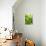 Lemon Balm-Petr Gross-Premier Image Canvas displayed on a wall