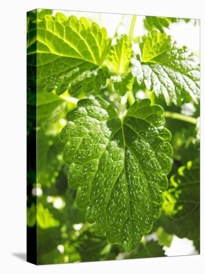 Lemon Balm-Petr Gross-Premier Image Canvas