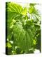 Lemon Balm-Petr Gross-Premier Image Canvas