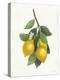 Lemon Branch III-Albena Hristova-Stretched Canvas
