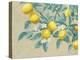 Lemon Branch-Wellington Studio-Stretched Canvas