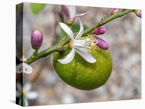 Lemon flower buds and fruit, Umbria, Italy-Paul Harcourt Davies-Premier Image Canvas