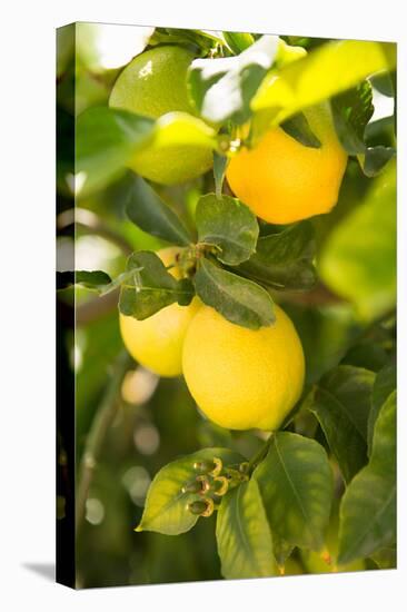 Lemon Grove II-Karyn Millet-Stretched Canvas