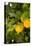 Lemon Grove III-Karyn Millet-Stretched Canvas