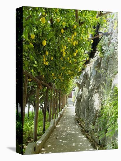 Lemon Groves, Amalfi Coast, Campania, Italy, Europe-Mark Mawson-Premier Image Canvas