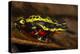 Lemon Harlequin Frog, Ecuador-Pete Oxford-Premier Image Canvas