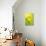 Lemon Lime-Heidi Westum-Premier Image Canvas displayed on a wall