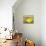 Lemon on a box-Gigi Begin-Premier Image Canvas displayed on a wall