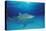 Lemon Shark, Negaprion Brevirostris, Bahamas, Grand Bahama Island, Atlantic Ocean-Reinhard Dirscherl-Premier Image Canvas