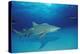 Lemon Shark, Negaprion Brevirostris, Bahamas, Grand Bahama Island, Atlantic Ocean-Reinhard Dirscherl-Premier Image Canvas