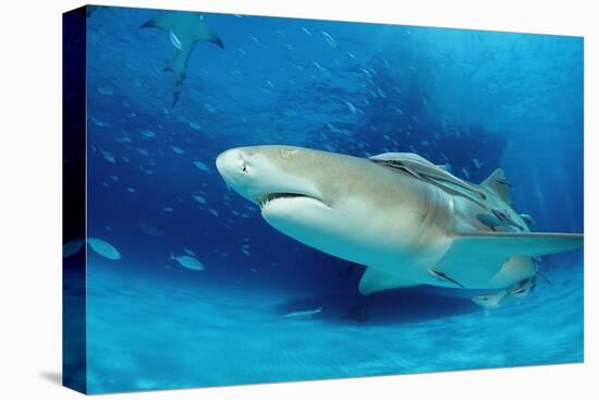 Lemon Shark, Negaprion Brevirostris, Bahamas, Grand Bahama Island, Atlantic Ocean-Reinhard Dirscherl-Premier Image Canvas