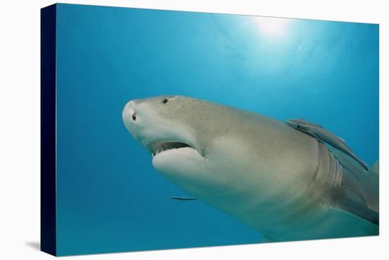 Lemon Shark, Negaprion Brevirostris, Bahamas, Grand Bahama Island, Atlantic Ocean-Reinhard Dirscherl-Premier Image Canvas