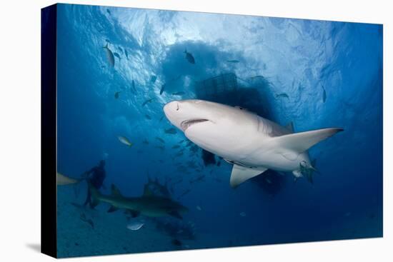 Lemon Shark (Negaprion Brevirostris) Northern Bahamas, Caribbean Sea, Atlantic Ocean-Franco Banfi-Premier Image Canvas