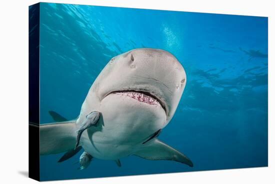 Lemon shark swimming with Remoras, Grand Bahamas-David Fleetham-Premier Image Canvas