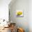 Lemon Still Life-Pamela Munger-Stretched Canvas displayed on a wall