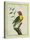 Lemon-Throated Barbet-Georges-Louis Buffon-Premier Image Canvas