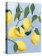 Lemon Tree Light-Pamela Munger-Stretched Canvas