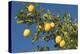 Lemon Tree with Ripe Lemon Fruits Hanging from Branch-null-Premier Image Canvas