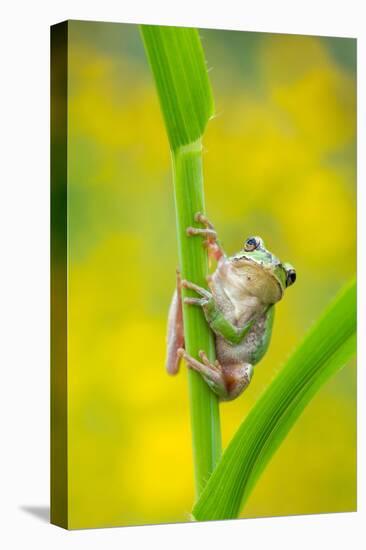 Lemon-yellow tree frog climbing up grass stem, Cyprus-Edwin Giesbers-Premier Image Canvas