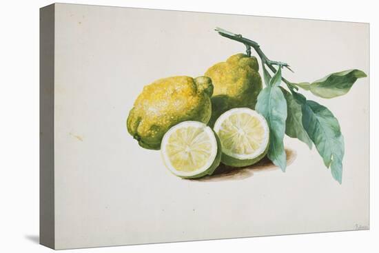 Lemons, 1840-Pierre-Joseph Redouté-Premier Image Canvas