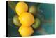 Lemons-Karyn Millet-Premier Image Canvas