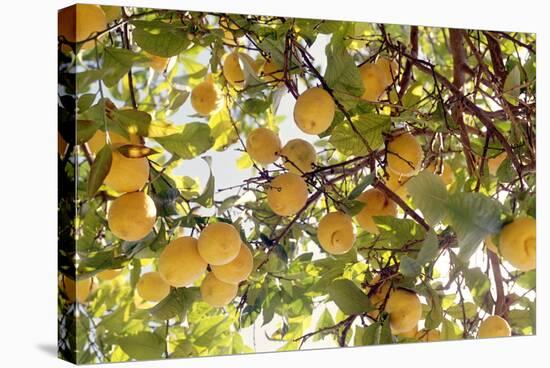 Lemons-Victor De Schwanberg-Premier Image Canvas