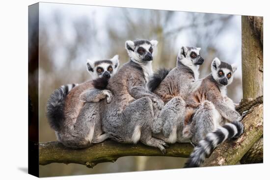 Lemur Family Sitting Together in Tree Trunk-PaulMaguire-Premier Image Canvas