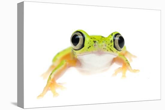 Lemur Leaf Frog (Hylomantis Lemur) Captive, Occurs in Central and South America-Edwin Giesbers-Premier Image Canvas