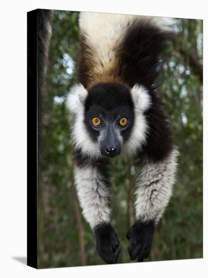 Lemur, Madagascar-Andres Morya Hinojosa-Premier Image Canvas