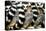 Lemurs (Lemuroidea), Cotswold Safari Park, Oxfordshire, England, United Kingdom, Europe-John Alexander-Premier Image Canvas