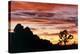 Lenticular Cloud, Joshua Tree NM, Sunset-David Nunuk-Premier Image Canvas